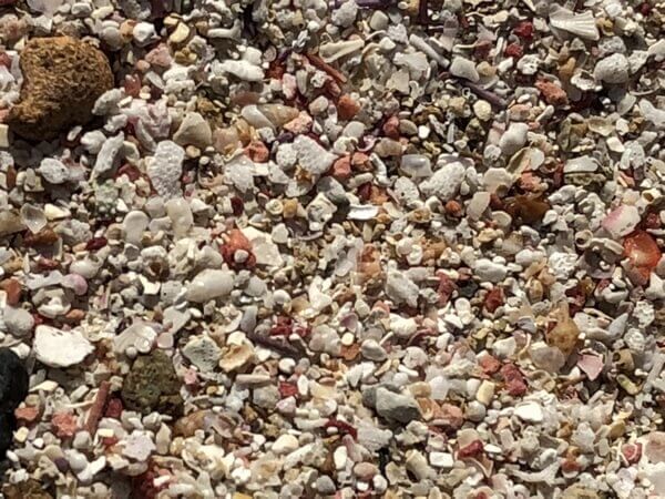 貝殻砂